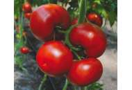 Бостина F1 - томат індетермінантний, 500 насіння, Syngenta (Сингента), Голландія фото, цiна